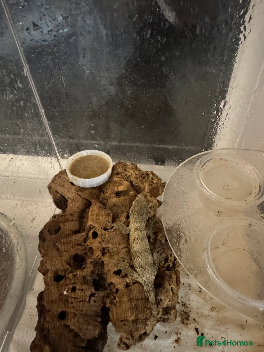 Gecko reptiles for sale: Baby leachanius Gecko available with set up - Advert 2