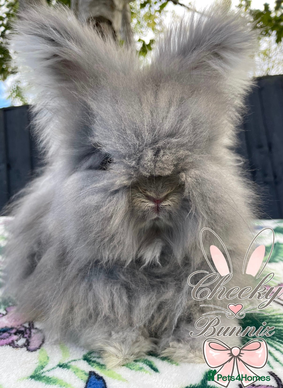 Angora rabbits Beautiful Full Faced English Angoras - Advert 3