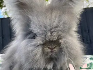 Angora rabbits Beautiful Full Faced English Angoras - Advert 14