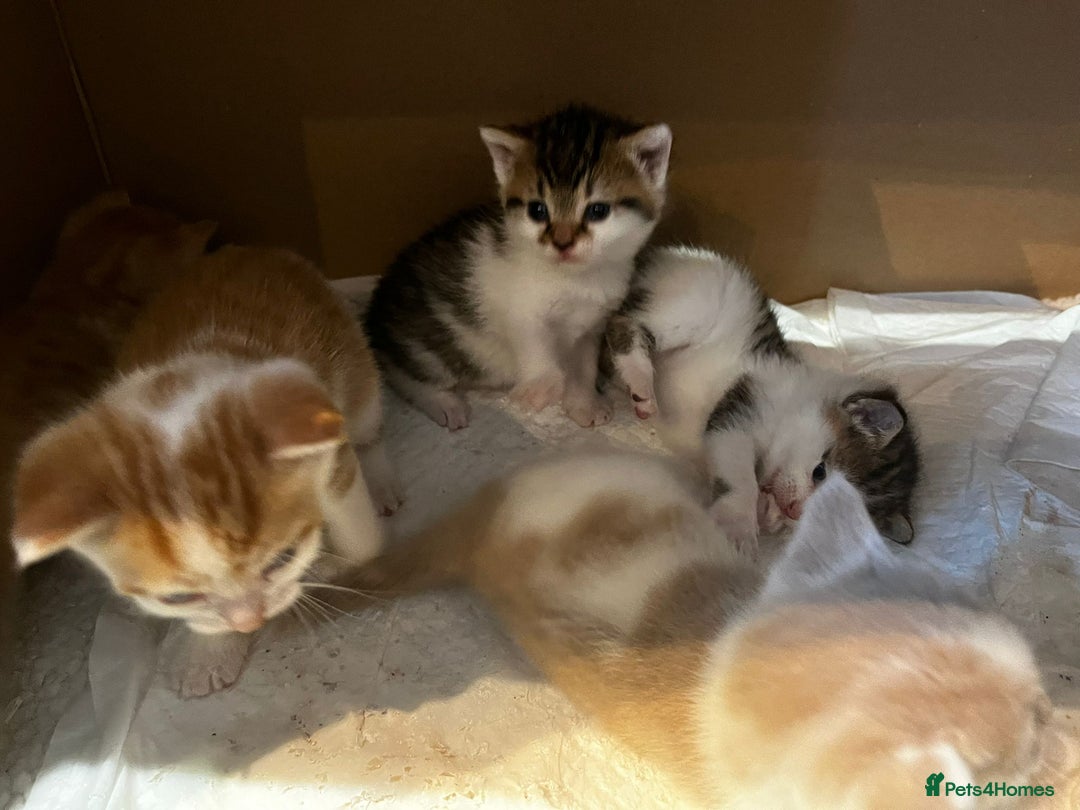 Mixed Breed cats for sale: 6 beautiful kittens (3 male, 3 females) for sale - Image 2