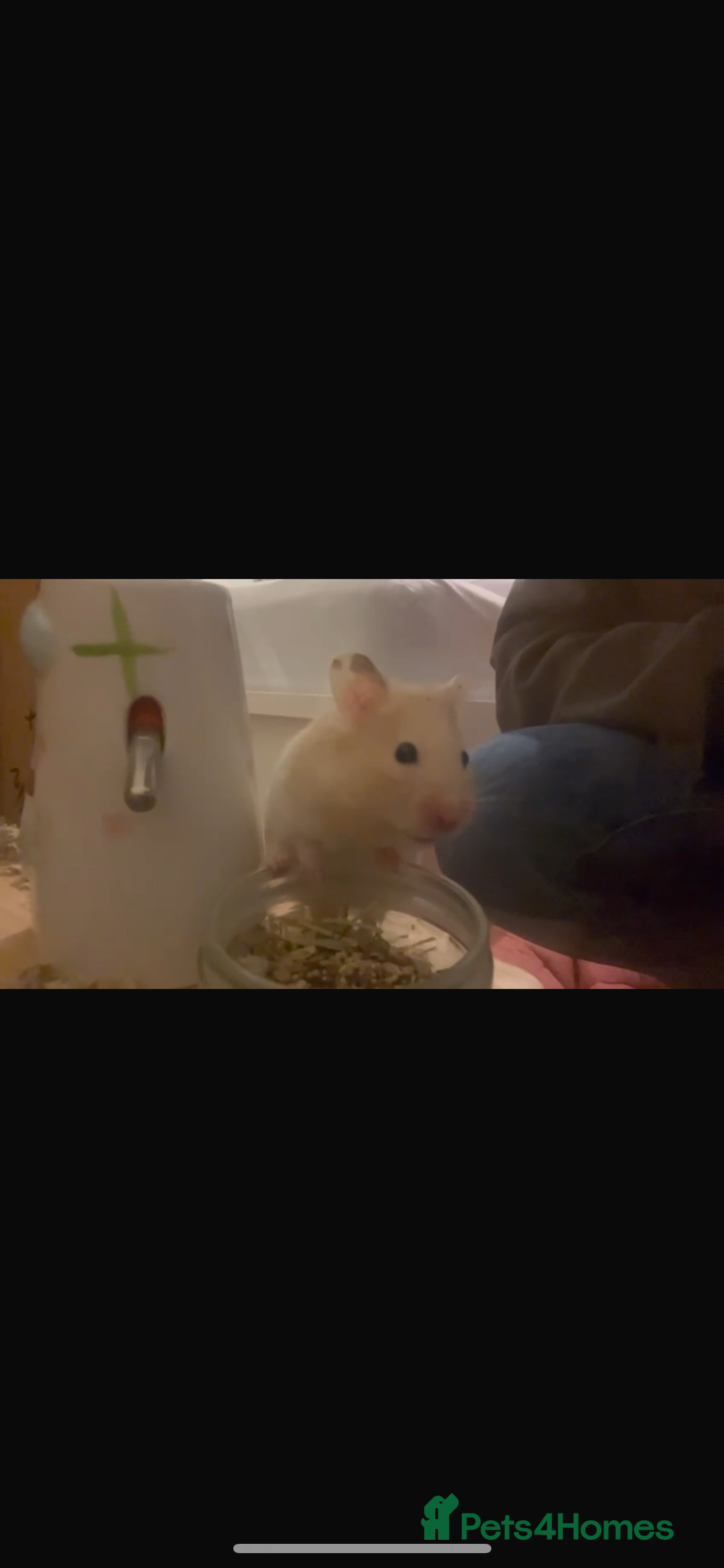 Hamster rodents for sale: Sirian Hamster - Advert 5