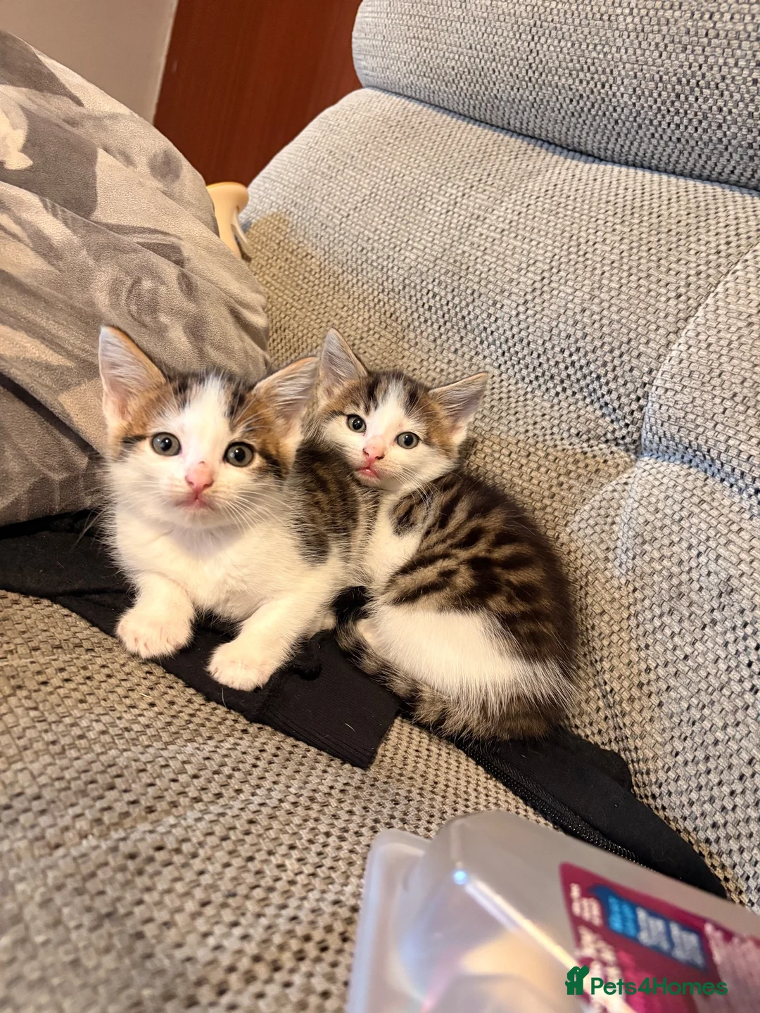 Mixed Breed cats for sale: 2 male kittens  in Macclesfield - Advert 4