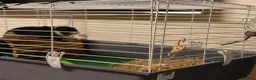 Guinea Pig rodents for sale: Male guinea pig  in Oldham - Advert 4