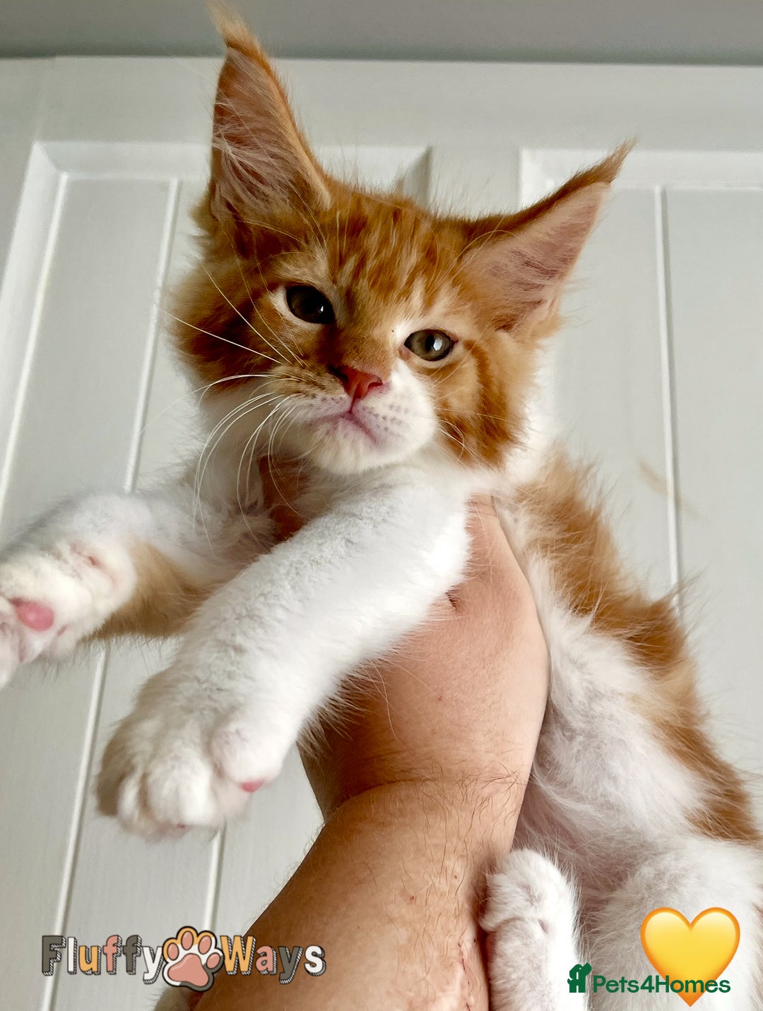 Maine Coon cats for sale: 🐾🦁 *TICA REG* GINGER MAINE COON KITTENS🦁🐾 - Image 9