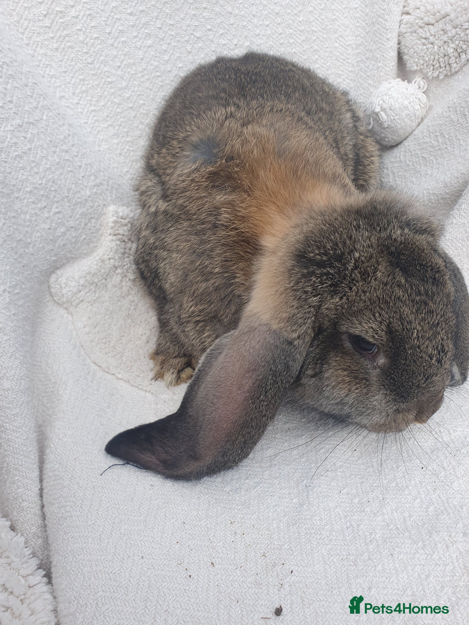 French Lop rabbits Vaccinated Giant French Lops - Advert 2