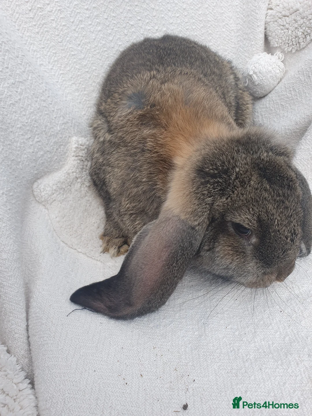 French Lop rabbits for sale: Vaccinated Giant French Lops - Advert 2