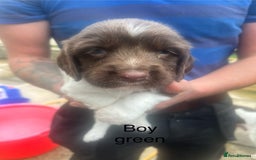 English Springer Spaniel dogs for sale: Kc registered English springer spaniel  - Image 7