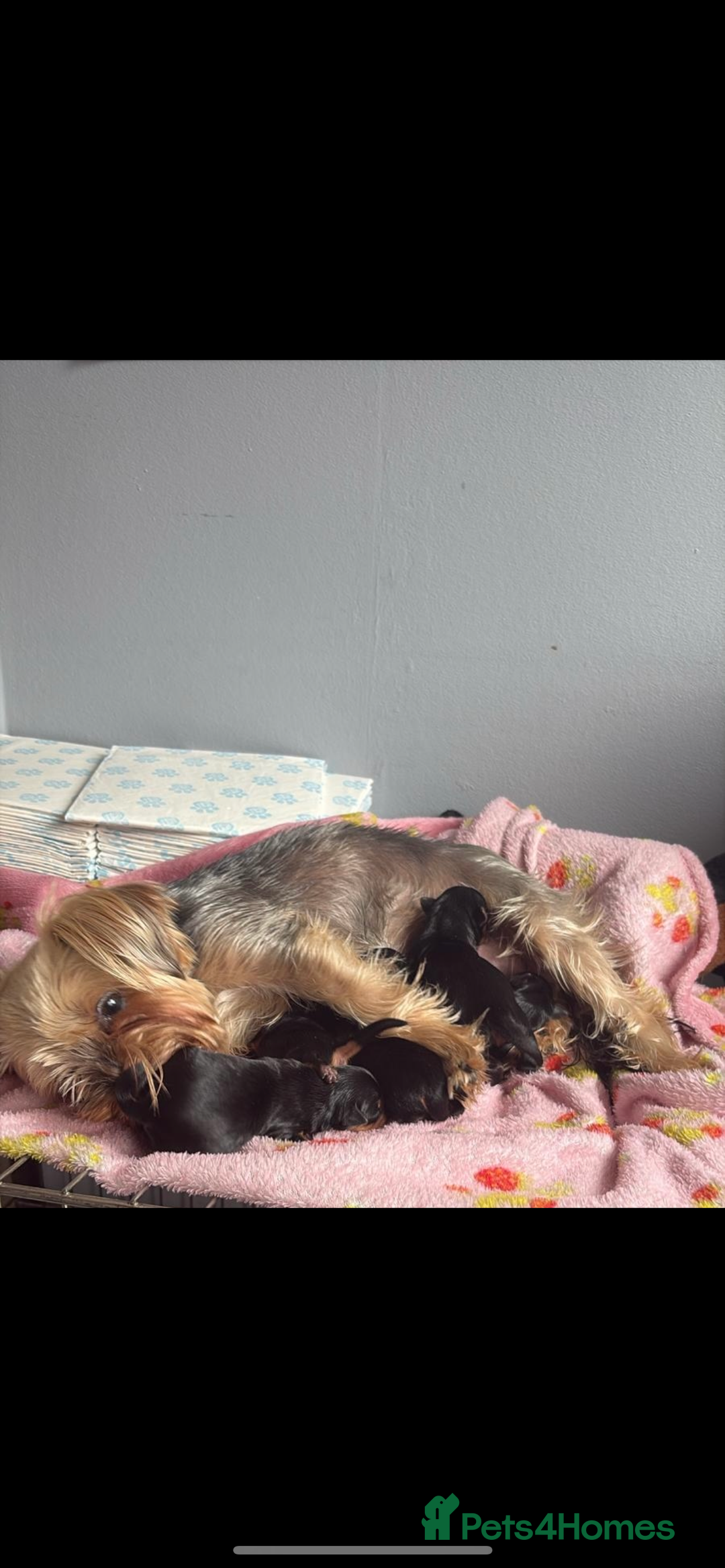 Yorkshire Terrier dogs for sale: 6 adorable puppies  - Image 12