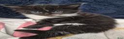 European cats for sale: 🐾AdorableKitten's BoysGirls LookingforLovingHomes - Advert 10