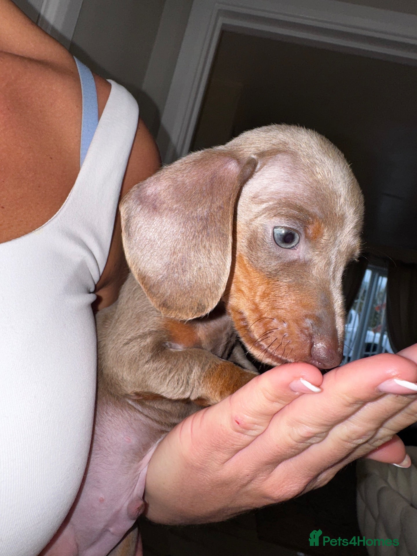 Miniature Dachshund dogs for sale: 🩵 1 BOYS LEFT 🩵💫Miniature dachshund puppies💫 - Advert 2