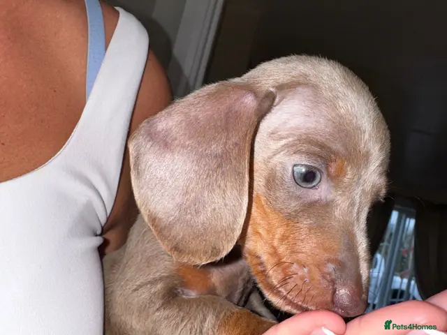 Miniature Dachshund dogs for sale: 🩵 1 BOYS LEFT 🩵💫Miniature dachshund puppies💫 - Advert 2