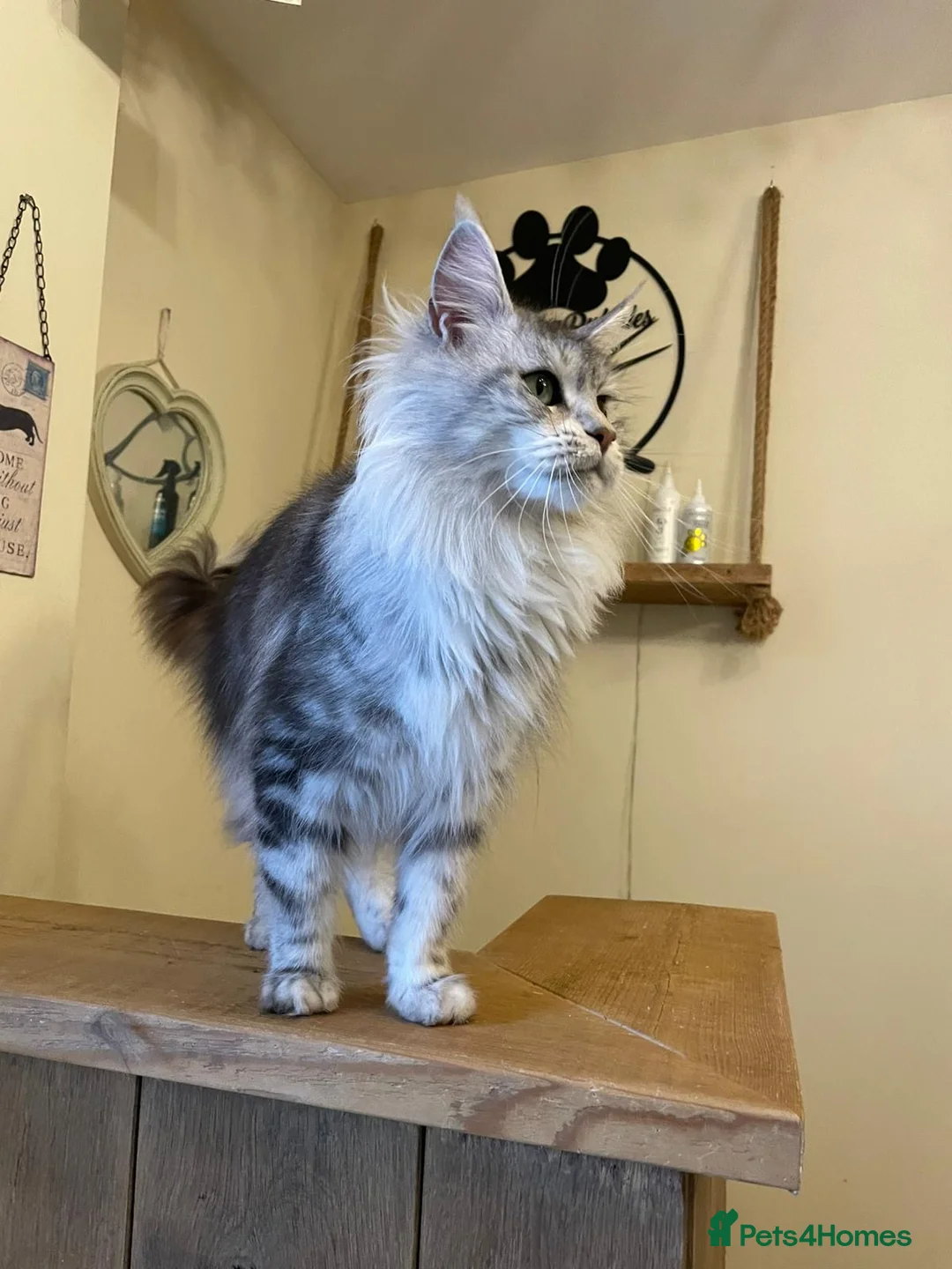 Maine Coon cats for sale: Stunning silver tabby girl  - Advert 5