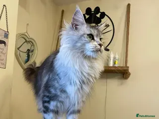 Maine Coon cats Stunning silver tabby girl - Advert 3