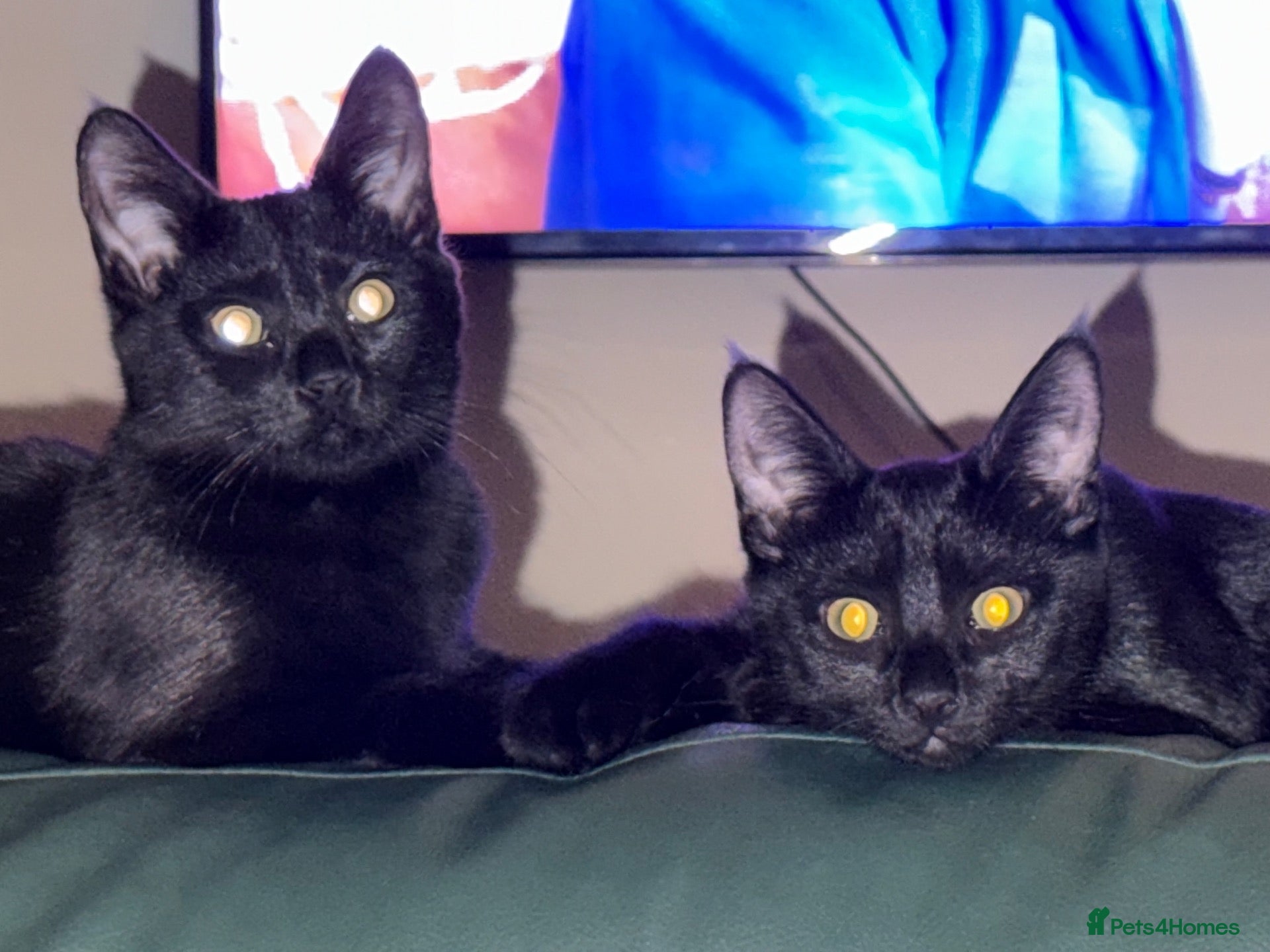 Mixed Breed cats 2 tabby kittens 12 months old  - Advert 4