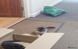 Persian cats for sale: Persian kittens: 2 girls and 1 boy (£230 each) - Image 10