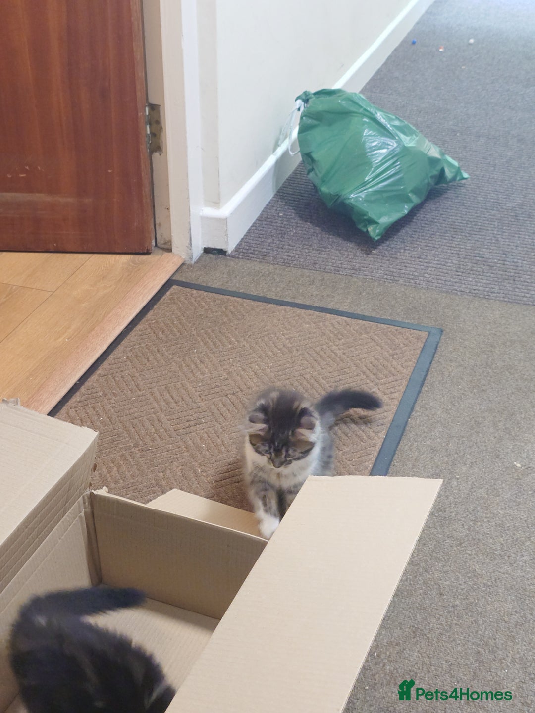 Persian cats for sale: Persian kittens: 2 girls and 1 boy (£230 each) - Image 10