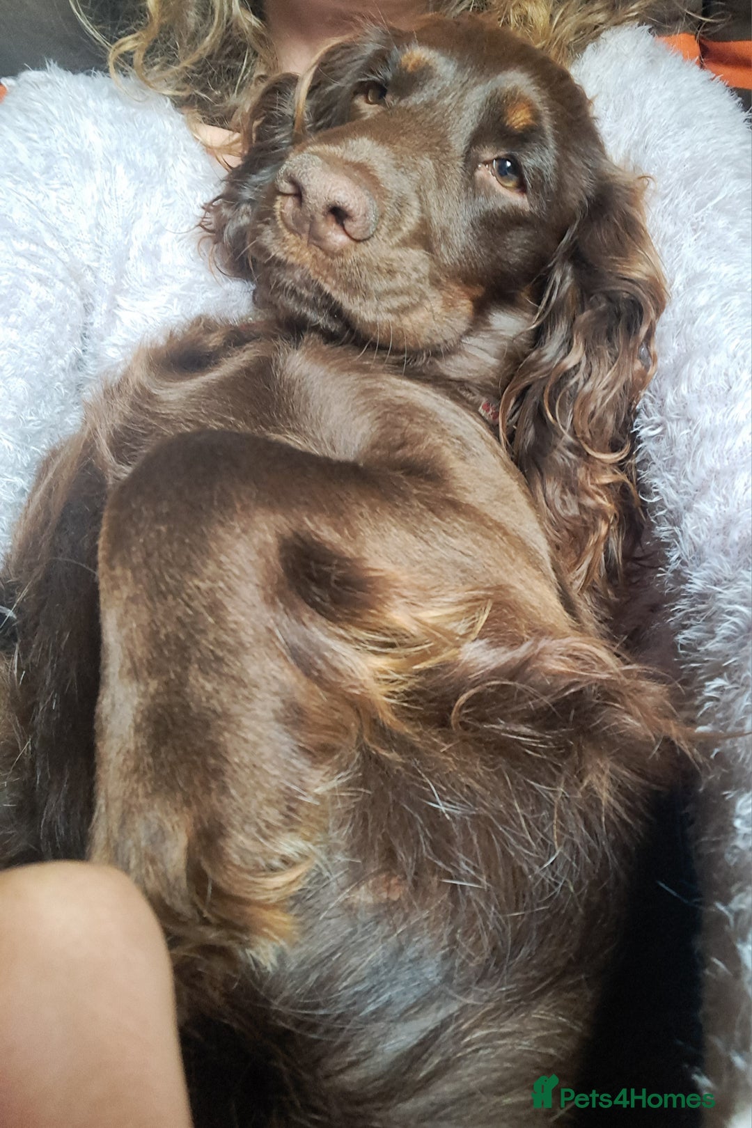 Cockapoo dogs for sale: Toy F1 Cockerpoo merle and chocolate puppies  - Advert 6
