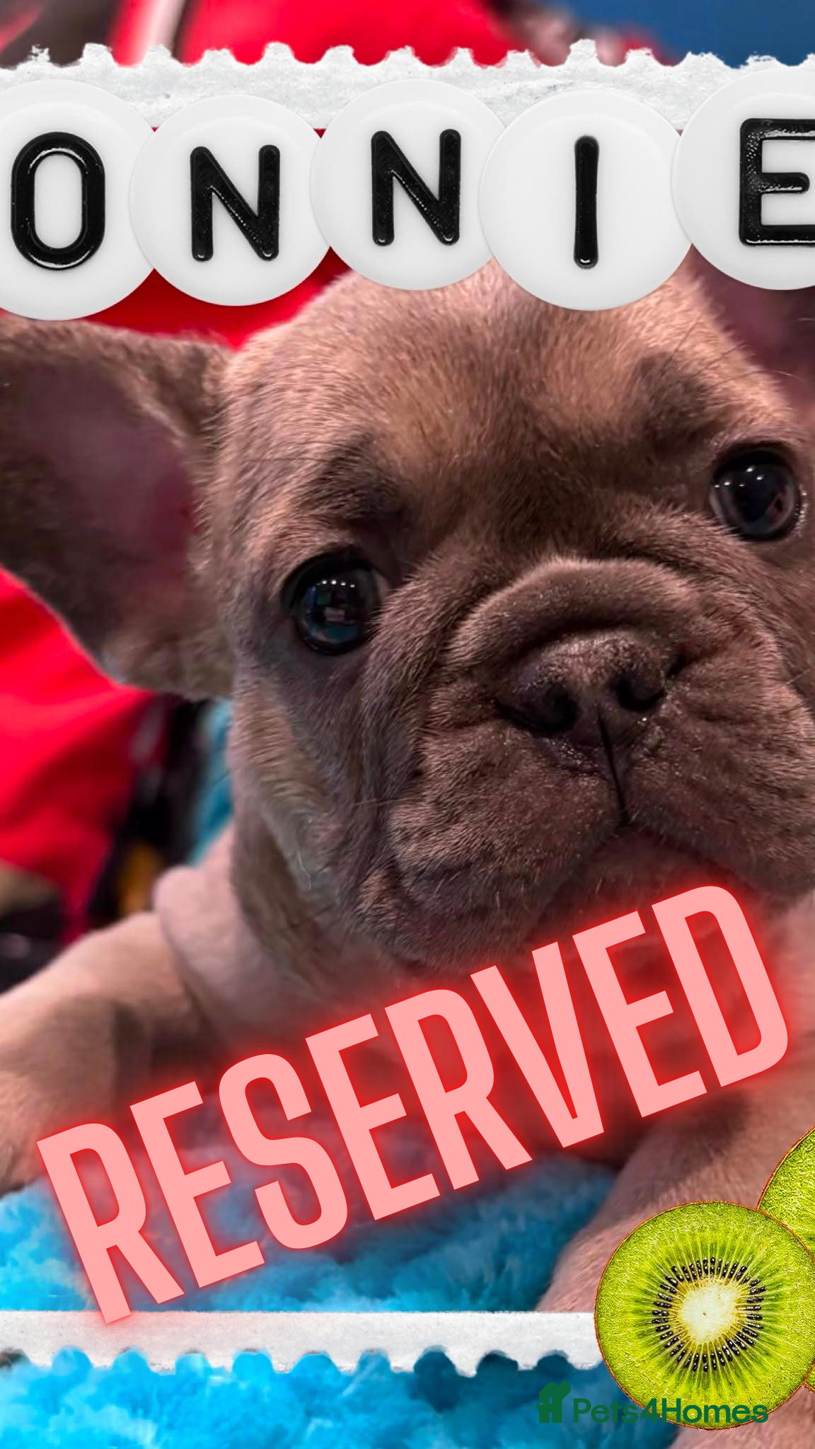 French Bulldog dogs French Bulldog puppies  - Advert 2