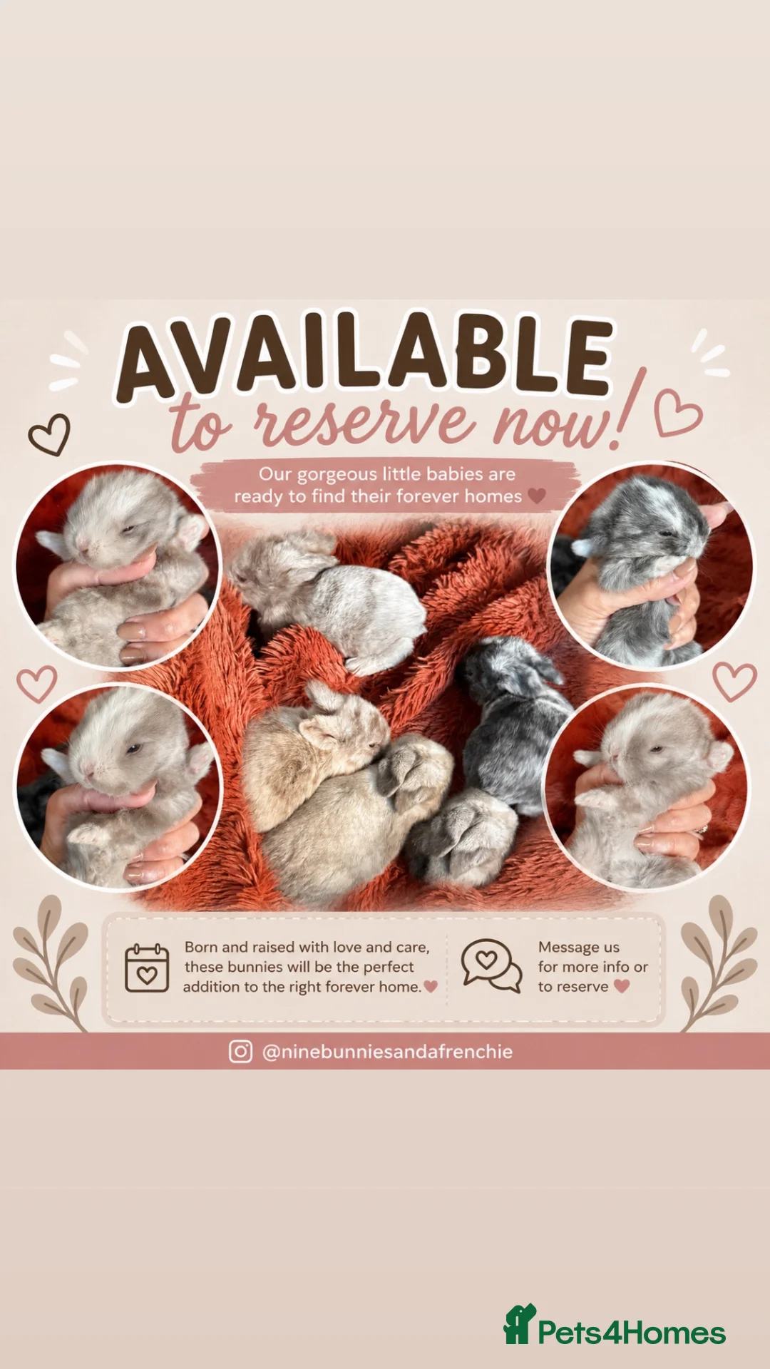 Mini Lop rabbits for sale: Please meet our gorgeous mini lops - Advert 1