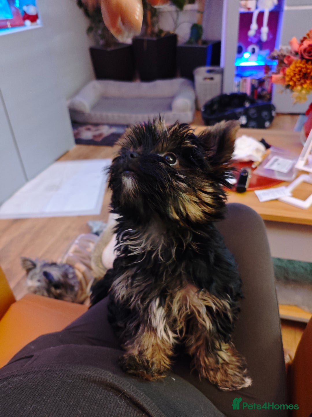 Yorkshire Terrier dogs for sale: wonderful Yorkshire girl - Advert 6