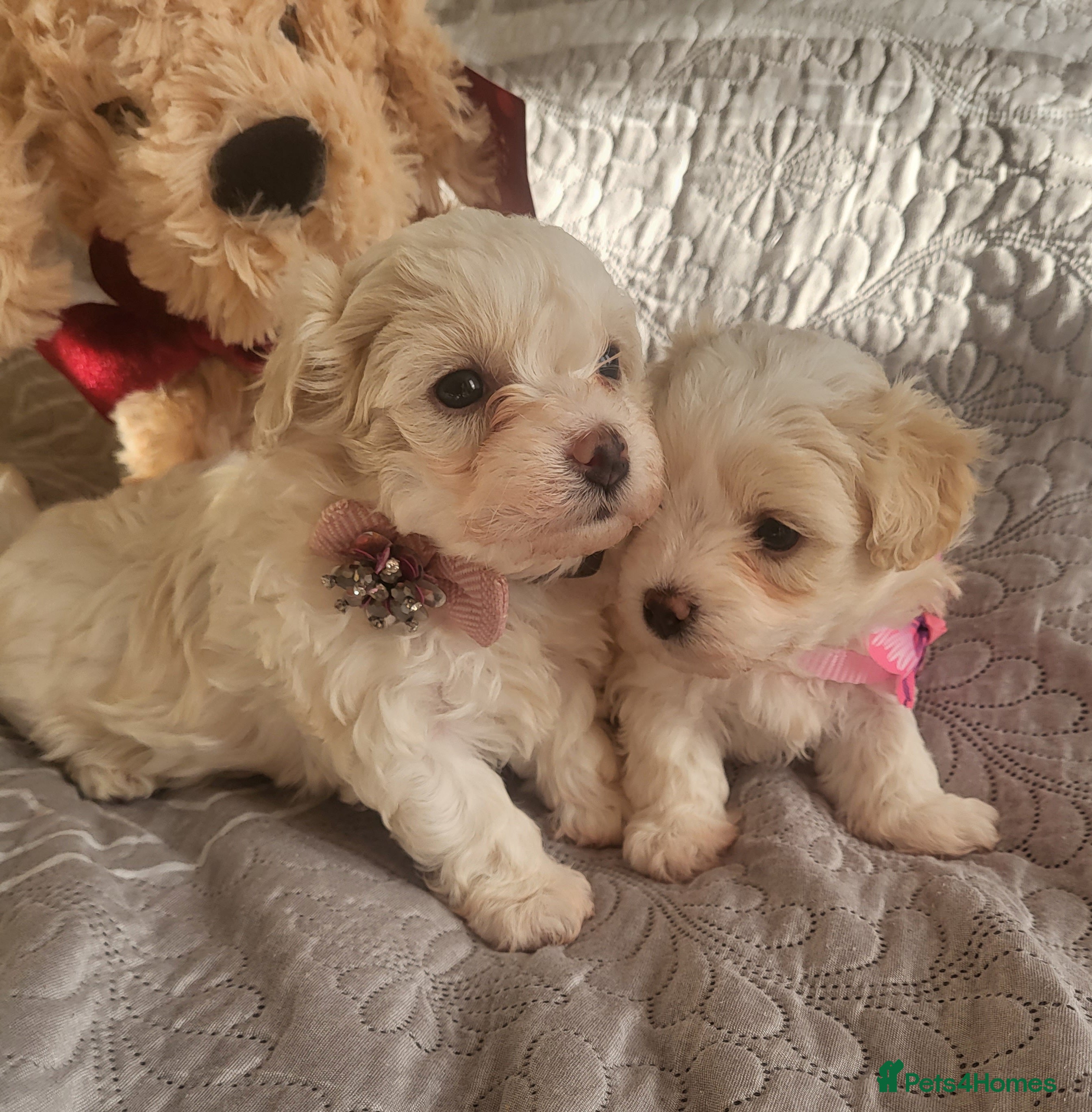 Maltipoo dogs Toy maltipoo puppies.  2 girls left 🧡💗 - Advert 7