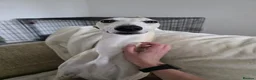 Whippet dogs for sale: 2Yr Old Whippet - BRYN - Advert 3