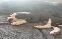 Olde English Bulldogge dogs for sale: Bailey  - Image 6