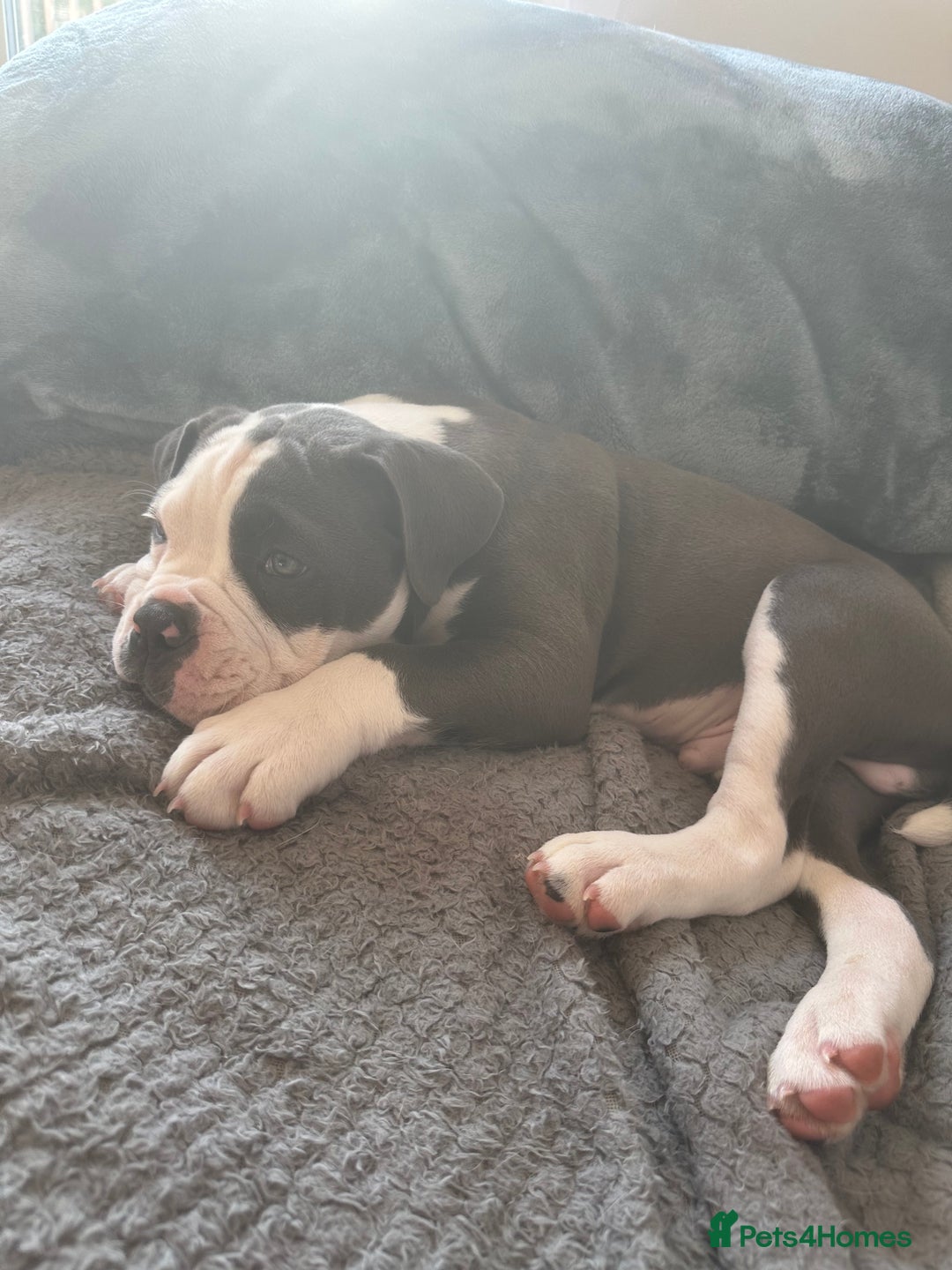 Olde English Bulldogge dogs for sale: Bailey  - Image 6