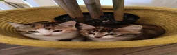 Mixed Breed cats for sale: 2 female kittens for sale - Advert 11