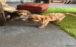Mixed Breed dogs for sale: Two Cockapoo Female Pups 6 months old  - Image 4