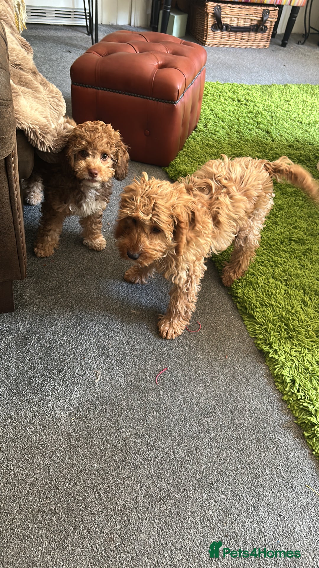 Mixed Breed dogs for sale: Two Cockapoo Female Pups 6 months old  - Image 4