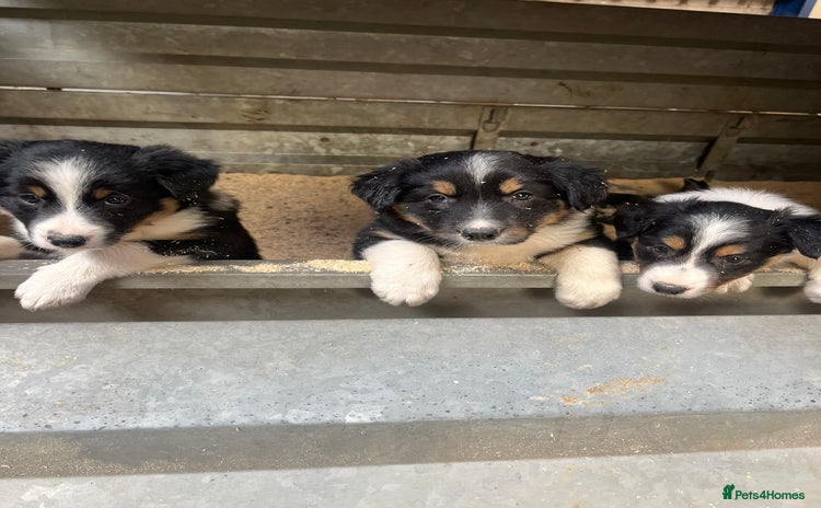 Border Collie dogs - Advert 3