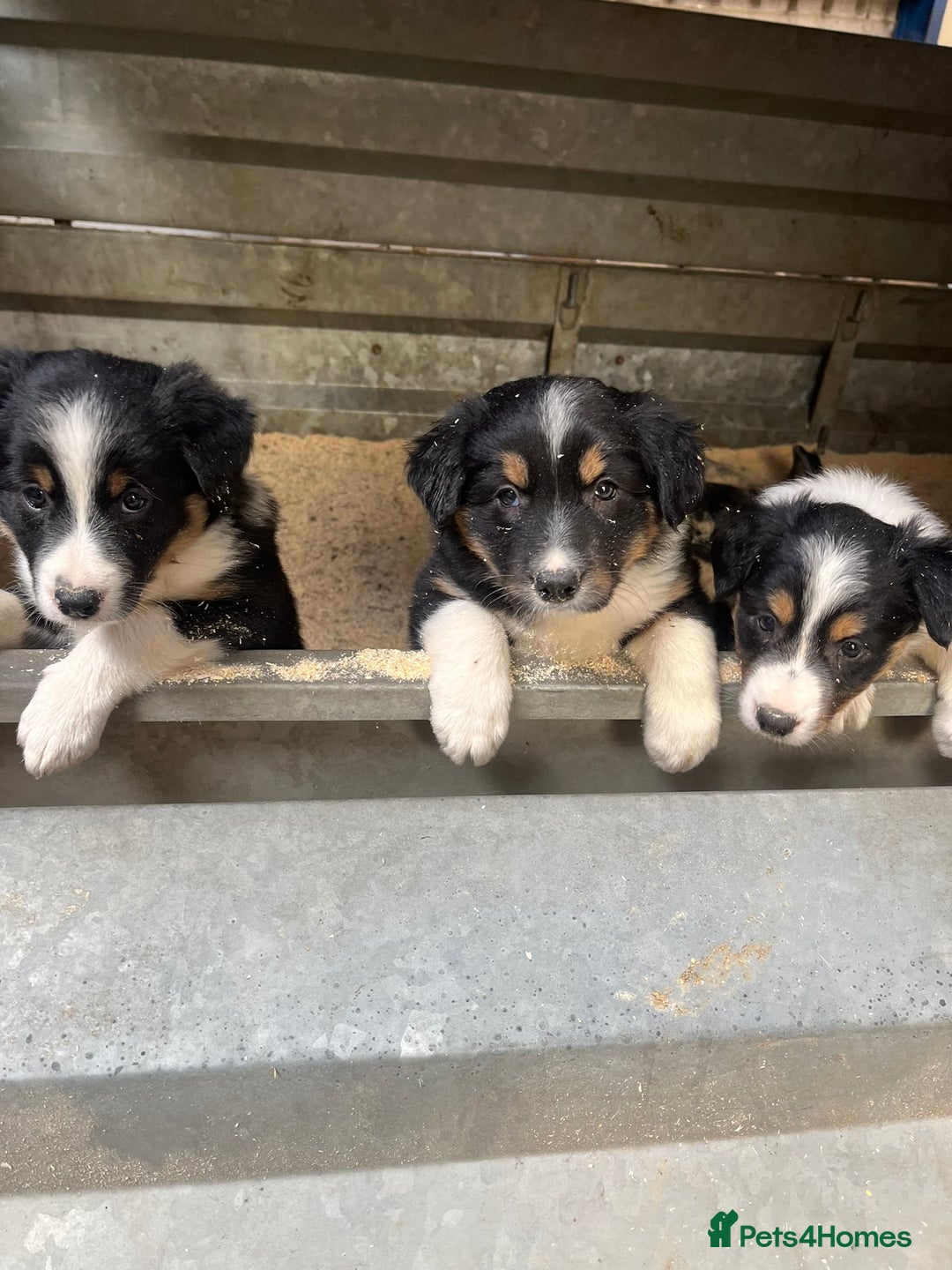 Border Collie dogs for sale: 🐾 Beautiful Collie Puppies 🐾 - Image 1