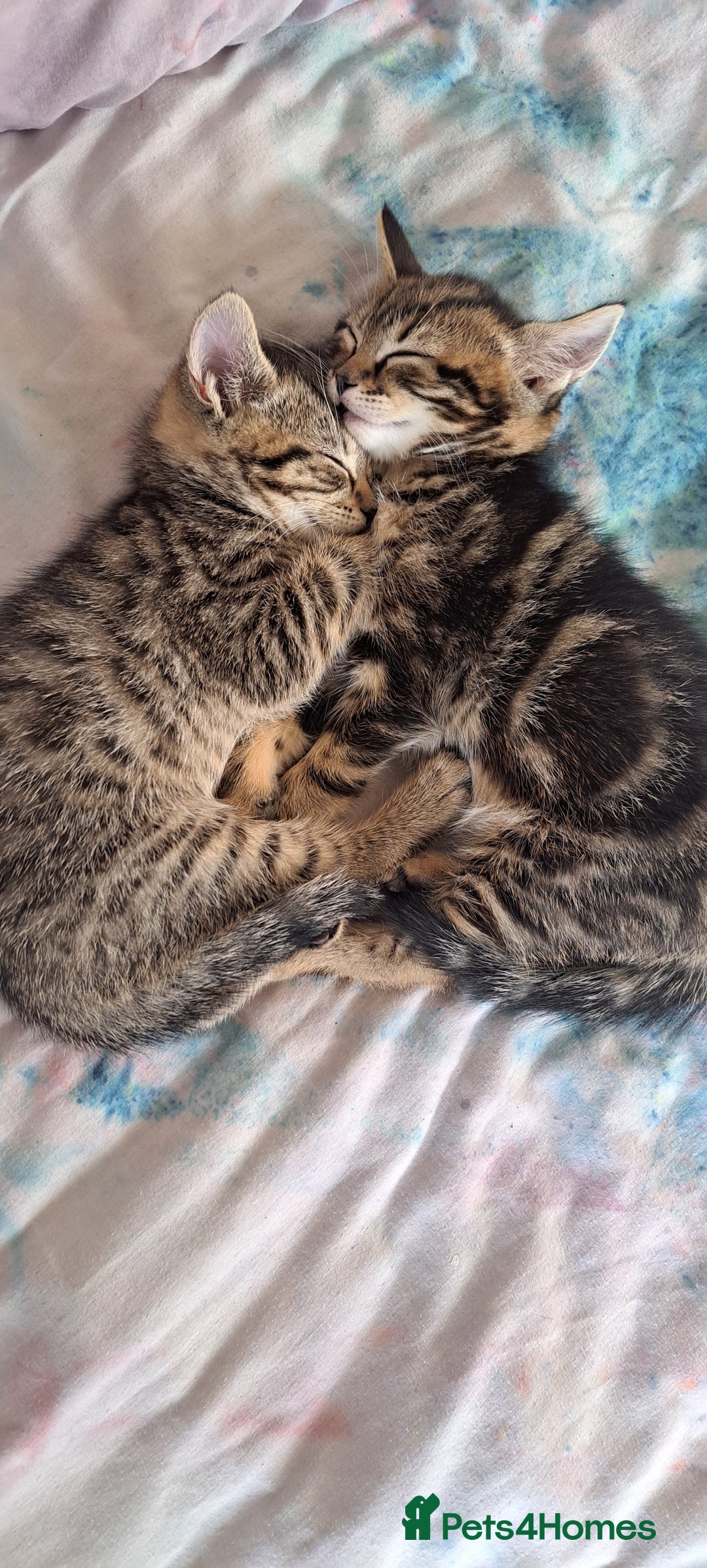 Mixed Breed cats for sale: Bengal mix kittens 😸 ♥️  - Image 4