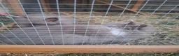 Lionhead rabbits for sale: 2 Beautiful Fluffy Lionhead-Type Rabbits for Home in Reading - Advert 4