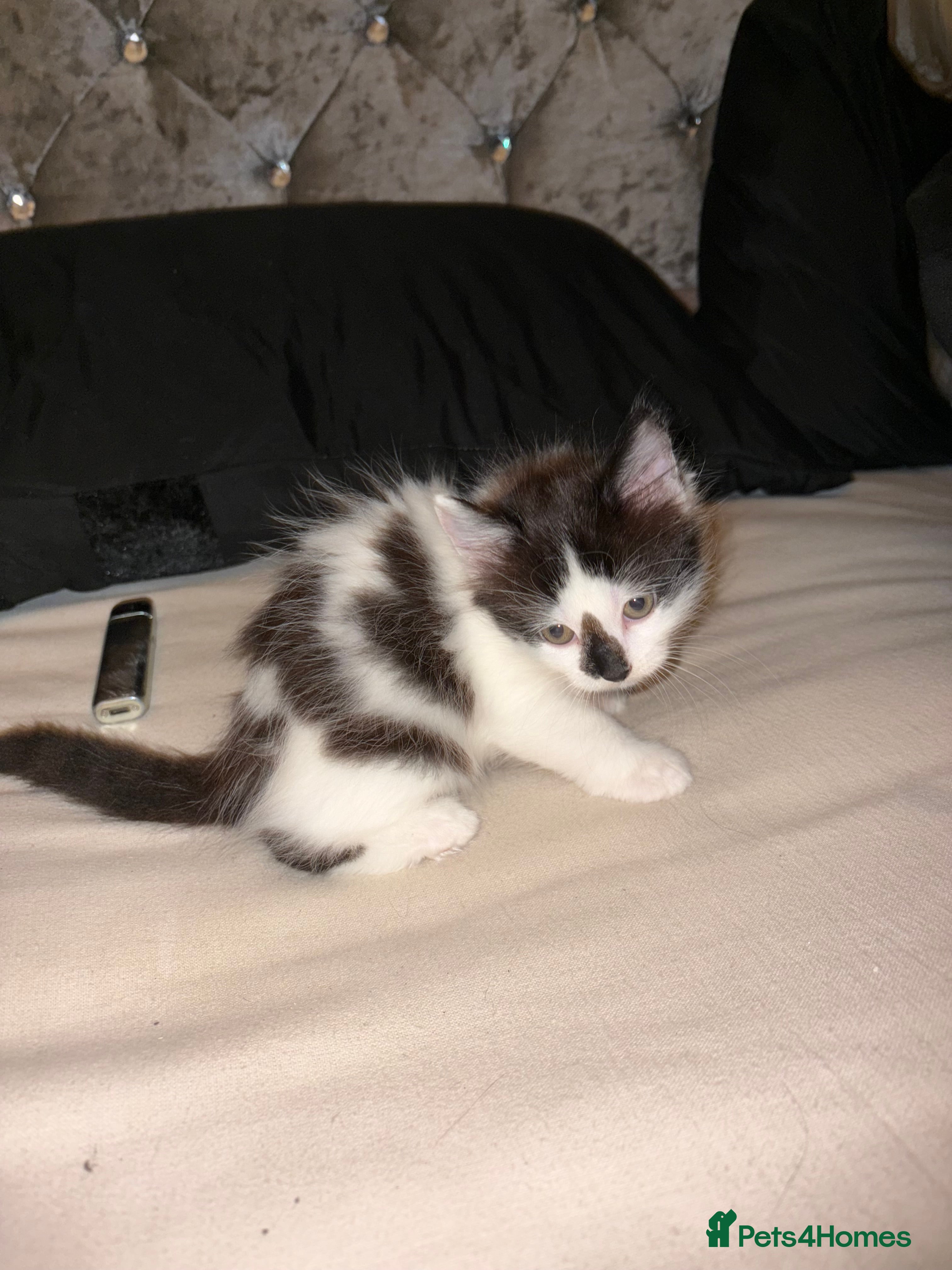 Mixed Breed cats 4 mixed Russian Blue X Norwegian Forest kittens - Advert 13