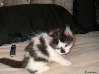 Mixed Breed cats 4 mixed Russian Blue X Norwegian Forest kittens - Advert 13