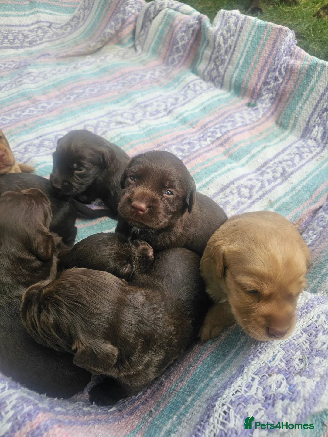 Cockerdor dogs for sale: Cockerdor Puppies in Yeovil - Advert 13