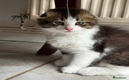 Scottish Fold cats for sale: Two beautiful kittens with mother - Image 9