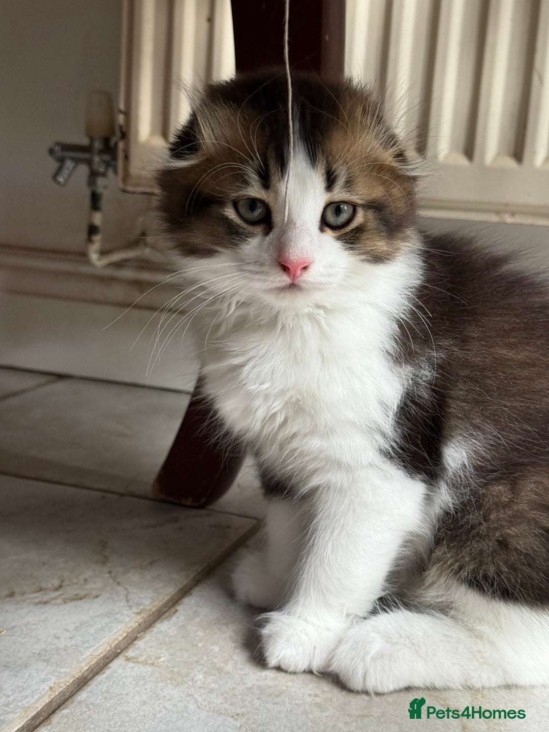 Scottish Fold cats for sale: Two beautiful kittens with mother - Image 9
