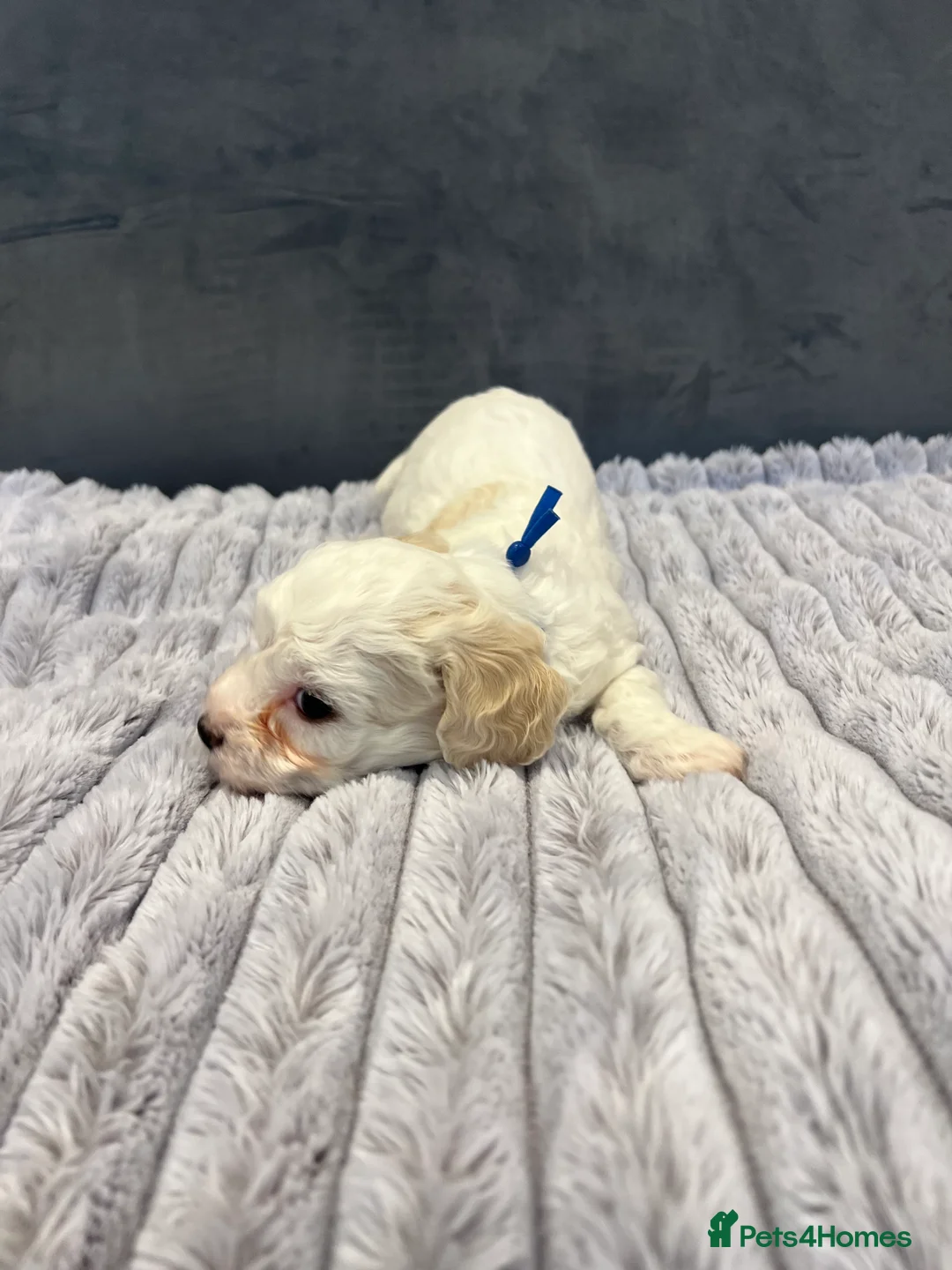 Cavachon dogs for sale: 🐶 Adorable Cavachon Puppies for Sale! 🐾 - Advert 8