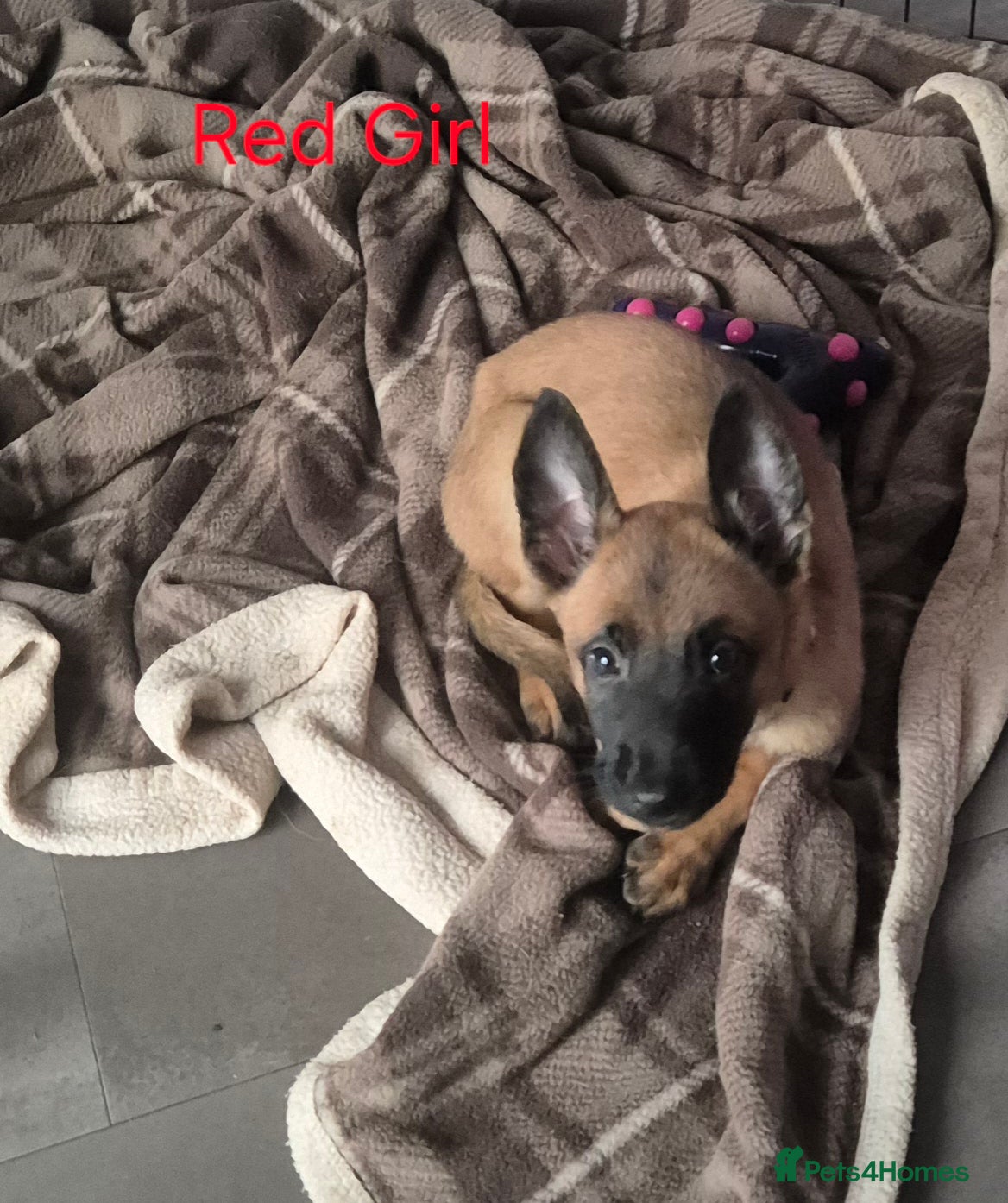 Belgian Shepherd Dog dogs x4 puppies KC Registered Belgian Malinois - Advert 8