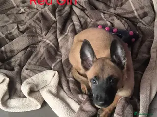 Belgian Shepherd Dog dogs x4 puppies KC Registered Belgian Malinois - Advert 8