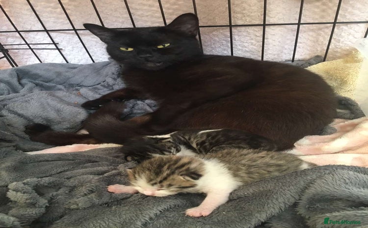 Mixed Breed cats - Advert 15