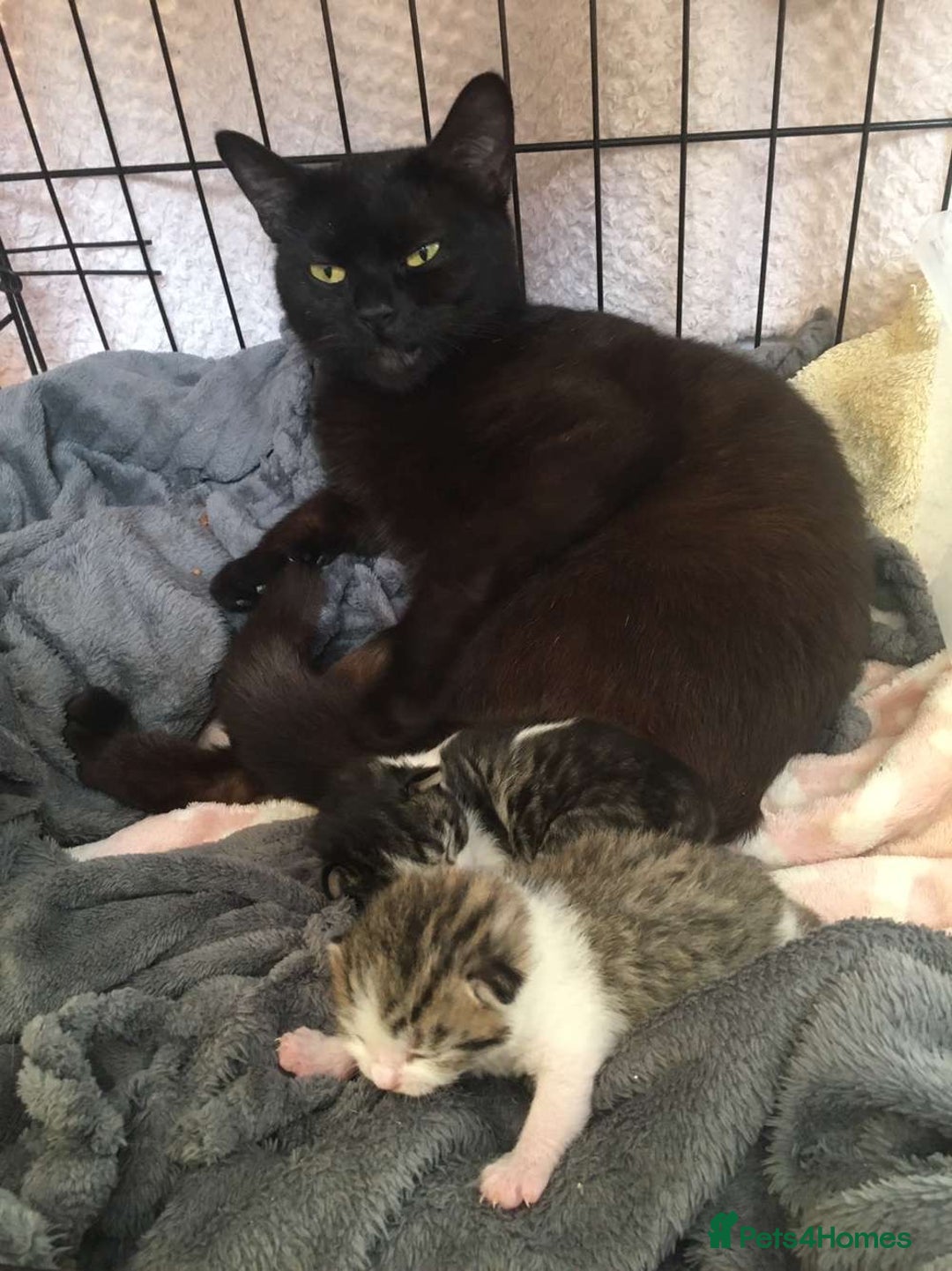 Mixed Breed cats for sale: Half British blue kittens  - Image 1