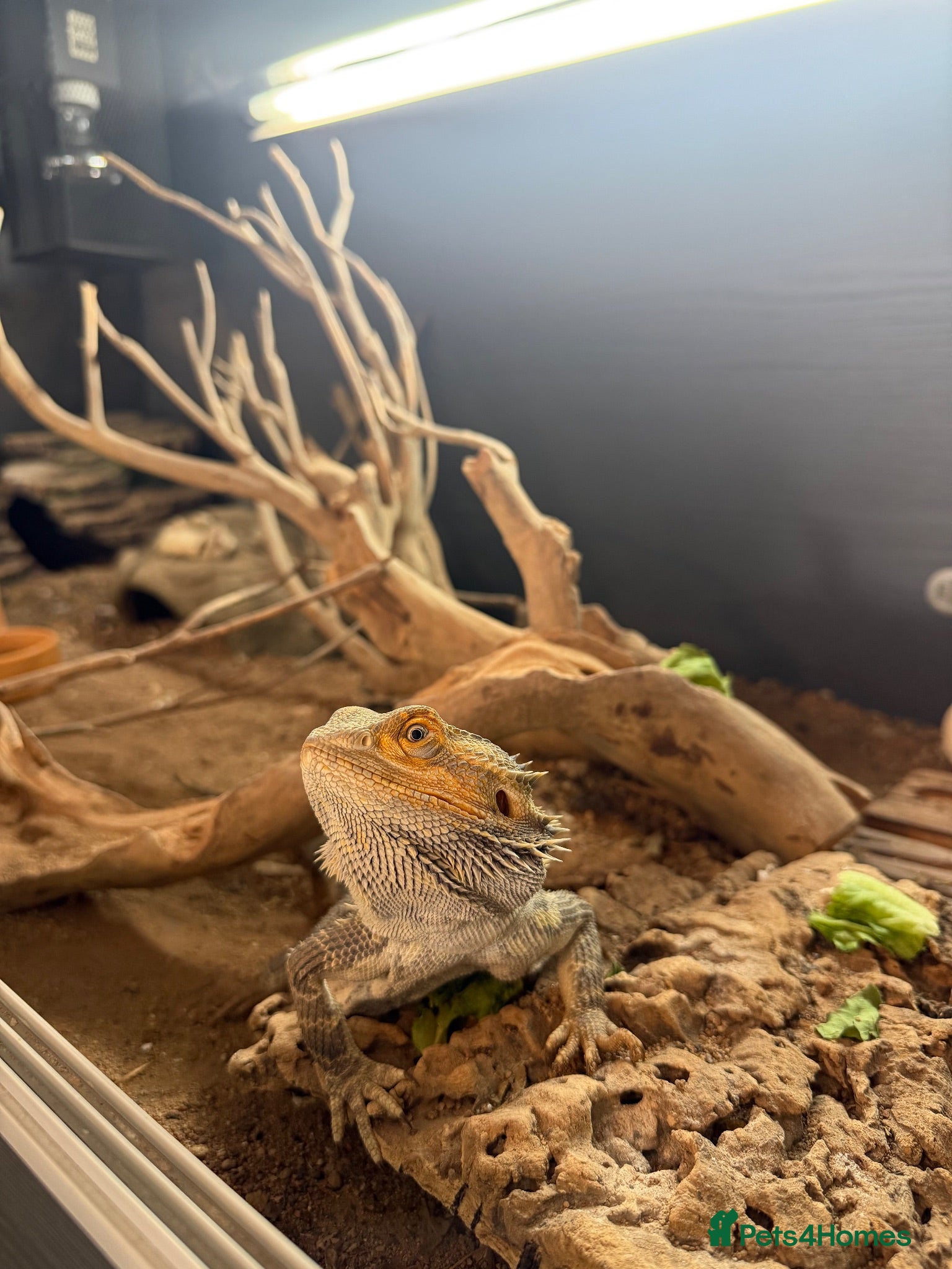 Bearded Dragon reptiles 3 year old male bearded dragon and set up  - Advert 2