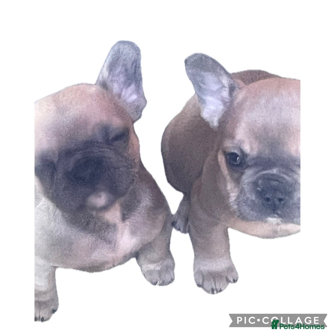 French Bulldog dogs for sale: Ready now!!! Reduce in price  - Advert 15