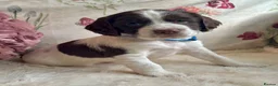 Sprocker dogs for sale: Sprocker Spaniel pups  in Stranraer - Advert 30
