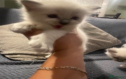 Ragdoll cats for sale: Beautiful Ragdoll Kittens - Image 8