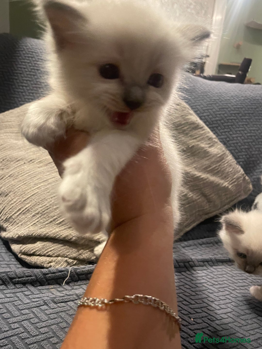 Ragdoll cats for sale: Beautiful Ragdoll Kittens - Image 8